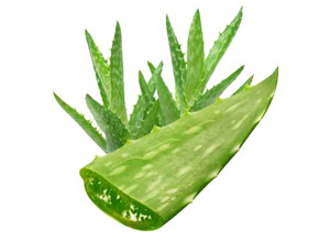 Aloe